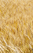 wheatfield_small